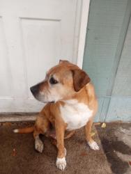 Found/Stray Male Dog last seen Calhoun Rd and Andrew rd , Mobile, AL 36619