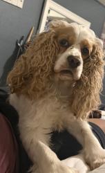 Lost Female Dog last seen Near or by the racetrack, Edinburg, TX 78541