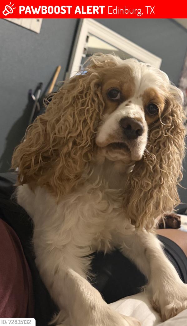 Lost Female Dog last seen Near or by the racetrack, Edinburg, TX 78541