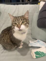 Lost Female Cat last seen Backyard of 215 Putnam, Brooklyn, NY 11216
