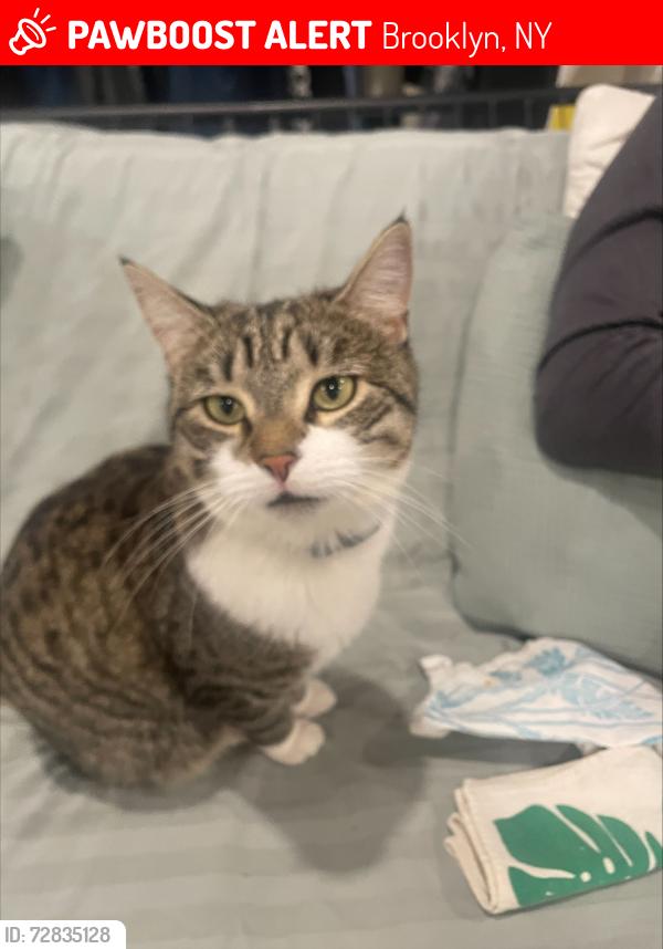 Lost Female Cat last seen Backyard of 215 Putnam, Brooklyn, NY 11216