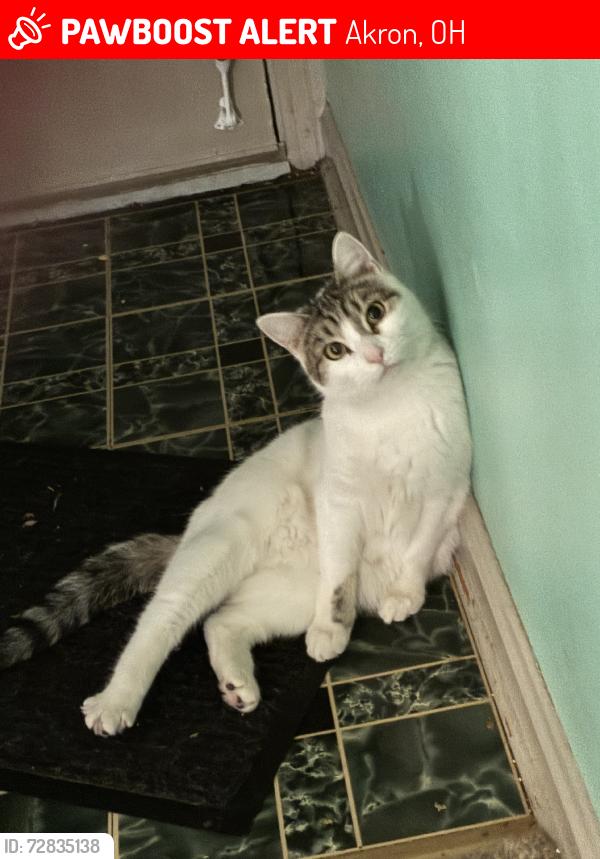 Lost Female Cat last seen 12th and Polk Ave, Akron, OH , Akron, OH 44314