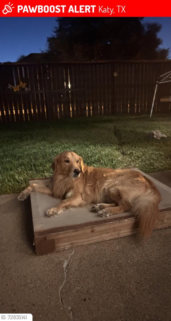 Lost Male Dog last seen Clay and fry rd, Katy, TX 77449