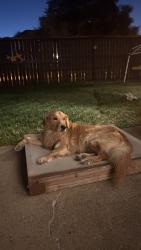 Lost Male Dog last seen Clay and fry rd, Katy, TX 77449