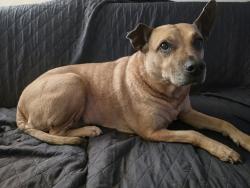 Lost Female Dog last seen W Marcum and MacDill, Tampa, FL 33611