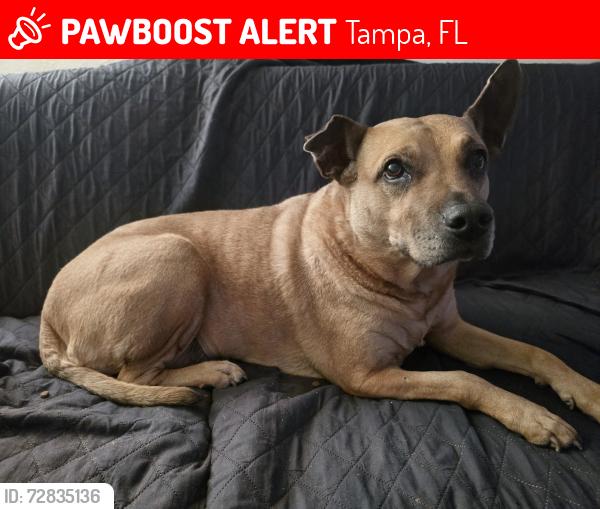 Lost Female Dog last seen W Marcum and MacDill, Tampa, FL 33611