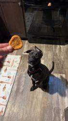 Lost Male Dog last seen 33 mile and VanDyke , Bruce Township, MI 48065