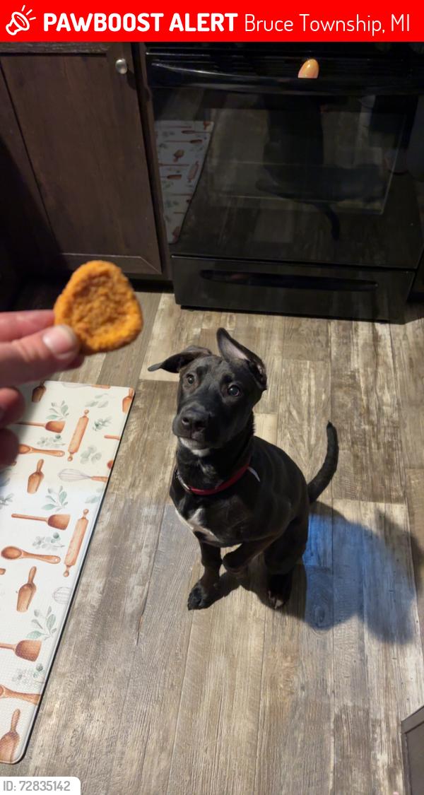 Lost Male Dog last seen 33 mile and VanDyke , Bruce Township, MI 48065