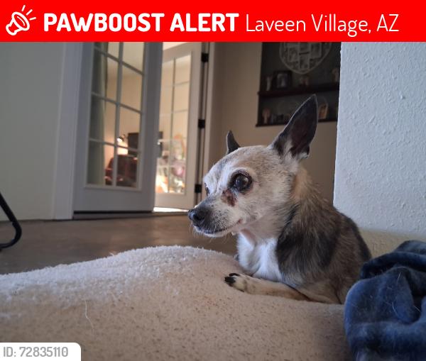 Lost Female Dog last seen 47th ave and mcneil , Laveen Village, AZ 85339