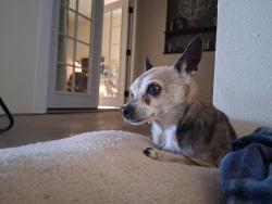 Lost Female Dog last seen 47th ave and mcneil , Laveen Village, AZ 85339
