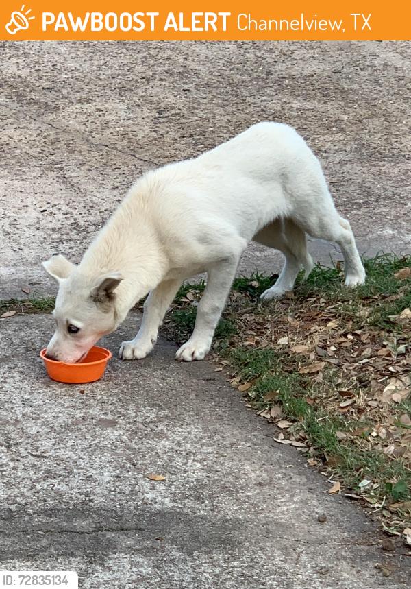 Found/Stray Female Dog last seen Canna St. Channelview , Channelview, TX 77530