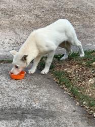Found/Stray Female Dog last seen Canna St. Channelview , Channelview, TX 77530