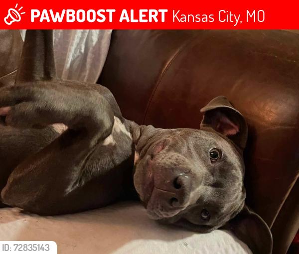 Lost Male Dog last seen Hotel parking lot Across I-435 from Worlds of Fun, Kansas City, MO 64117