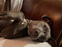 Lost Male Dog last seen Hotel parking lot Across I-435 from Worlds of Fun, Kansas City, MO 64117