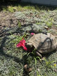 Lost Female Other last seen Near Buddy Todd Park Oceanside, Oceanside, CA 92054