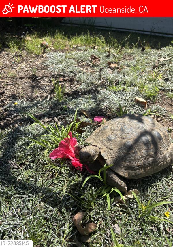 Lost Female Other last seen Near Buddy Todd Park Oceanside, Oceanside, CA 92054