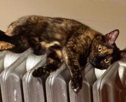 Lost Female Cat last seen 40th Pl and Sacramento , Chicago, IL 60632