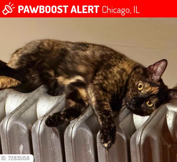 Lost Female Cat last seen 40th Pl and Sacramento , Chicago, IL 60632