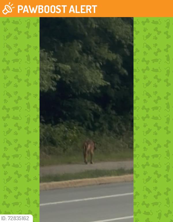 Found/Stray Unknown Dog last seen Going towards Dale Boulevard, Prince William County, VA 22193