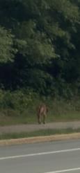 Found/Stray Unknown Dog last seen Going towards Dale Boulevard, Prince William County, VA 22193