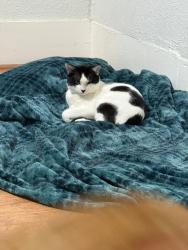 Lost Male Cat last seen next to a bike shop, Houston, TX 77008