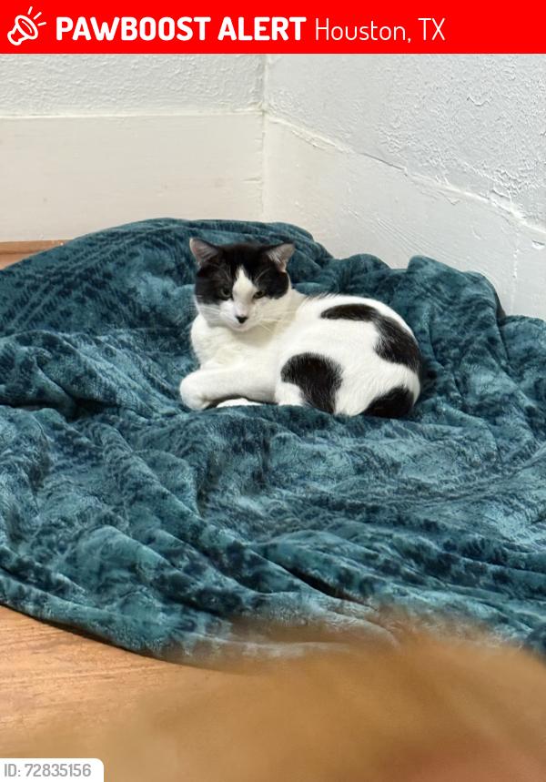 Lost Male Cat last seen next to a bike shop, Houston, TX 77008