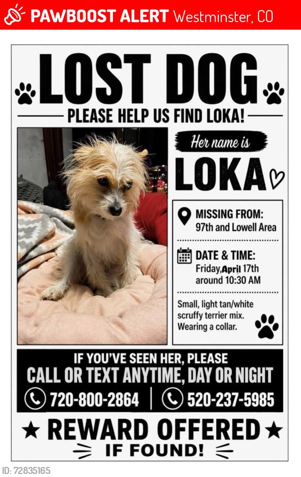 Lost Female Dog last seen The appartments on 97th and lowell, Westminster, CO 80031