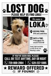 Lost Female Dog last seen The appartments on 97th and lowell, Westminster, CO 80031