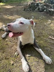 Reunited Female Dog last seen She is Ned new hse , Monroe, NC 28112