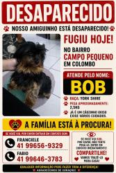 Lost Male Dog last seen Thiago estofados Colombo , Campo Pequeno, PR 