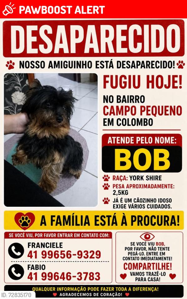 Lost Male Dog last seen Thiago estofados Colombo , Campo Pequeno, PR 