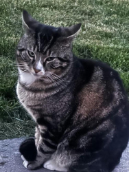 Found/Stray Unknown Cat last seen Near E 200 N orem, Orem, UT 84097