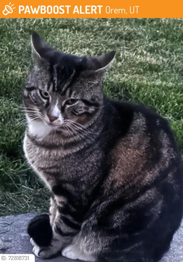 Found/Stray Unknown Cat last seen Near E 200 N orem, Orem, UT 84097