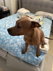 Found/Stray Female Dog last seen Hood Road, Palm Beach Gardens, FL 33418