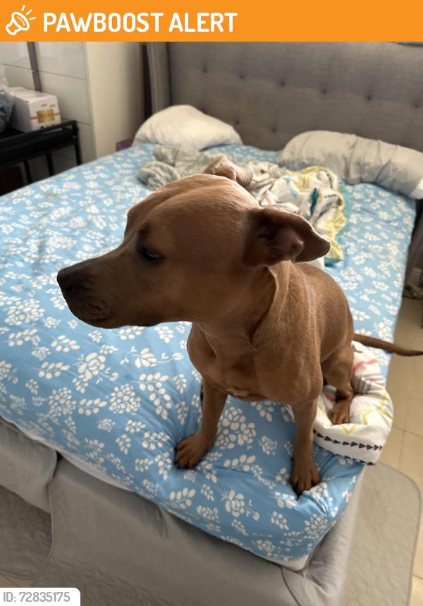 Found/Stray Female Dog last seen Hood Road, Palm Beach Gardens, FL 33418