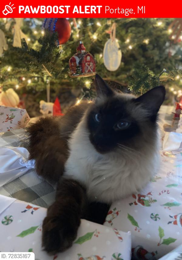 Lost Male Cat last seen 12th Street, Portage, MI 49024