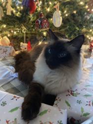 Lost Male Cat last seen 12th Street, Portage, MI 49024