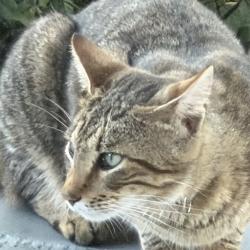 Found/Stray Unknown Cat last seen SW 62 Ave & SW 46 Terr, Miami-Dade County, FL 33155