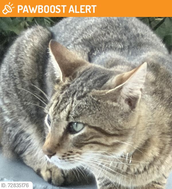 Found/Stray Unknown Cat last seen SW 62 Ave & SW 46 Terr, Miami-Dade County, FL 33155