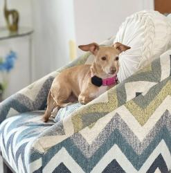 Lost Female Dog last seen West Ave & FresnoSt & I-10 & W Hildebrand Ave, San Antonio, TX 78230