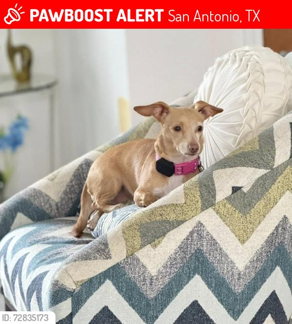 Lost Female Dog last seen West Ave & FresnoSt & I-10 & W Hildebrand Ave, San Antonio, TX 78230