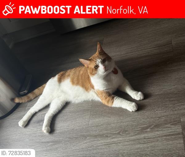 Lost Male Cat last seen 40th Street, Norfolk, VA 23508
