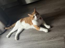 Lost Male Cat last seen 40th Street, Norfolk, VA 23508