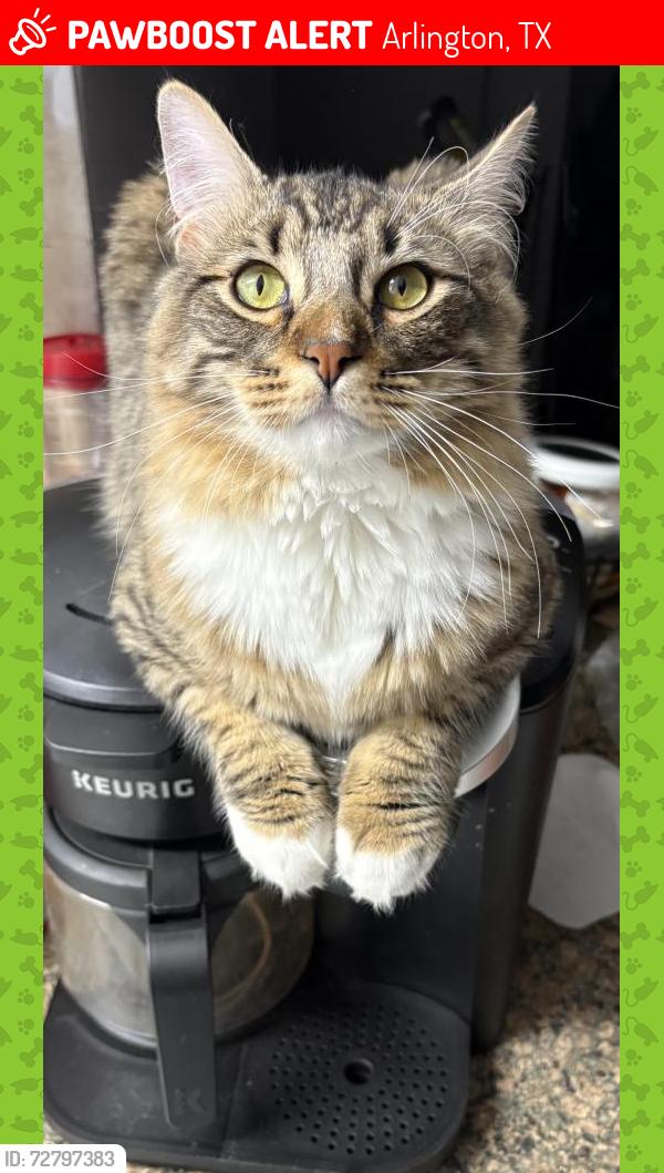 Lost Male Cat last seen Pioneer parkway, fielder, Arlington, TX 76013