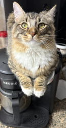 Lost Male Cat last seen Pioneer parkway, fielder, Arlington, TX 76013