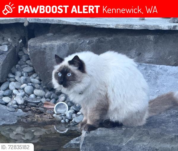 Lost Female Cat last seen Sagebrush, Kennewick, WA 99338