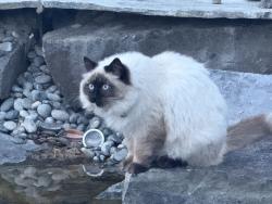 Lost Female Cat last seen Sagebrush, Kennewick, WA 99338