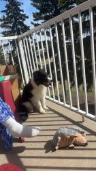Lost Female Dog last seen Northgate mall, Edmonton, AB T5E 4M7