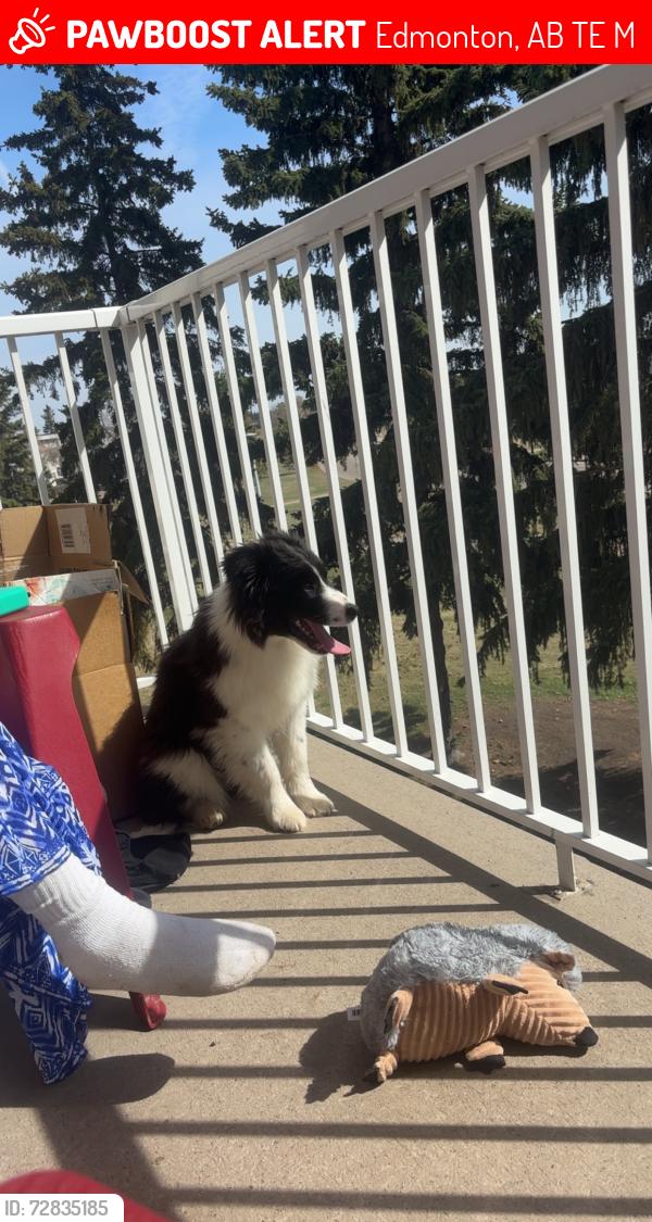 Lost Female Dog last seen Northgate mall, Edmonton, AB T5E 4M7