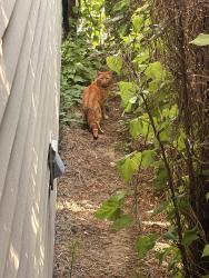 Found/Stray Unknown Cat last seen Elizabeth ave and kehler st, Chilliwack, BC V2R 5E3